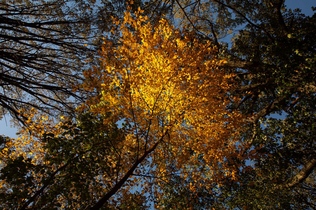fall foliage in Prospect Park